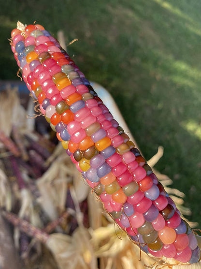 Indoor & Outdoor Corn Seeds