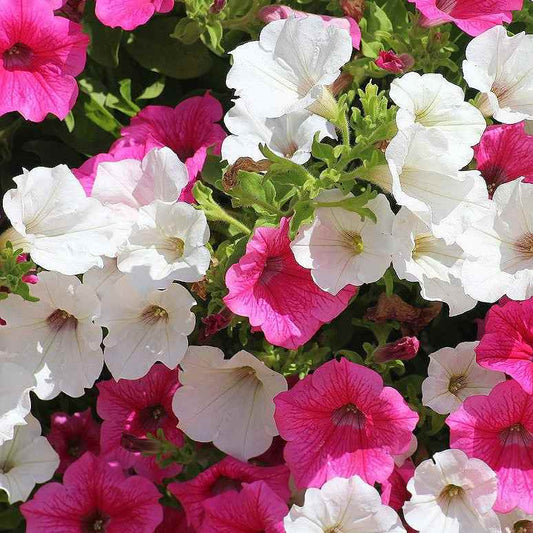 Petunia Flower Seeds for Planting pink and white