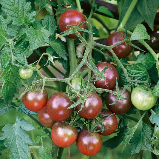 チェリートマト 野菜の種 ブラウン