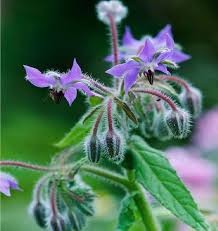 Borage Flower Seeds – Purple for Planting