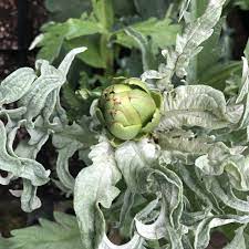 アーティチョーク 非遺伝子組み換え 植え付け用野菜