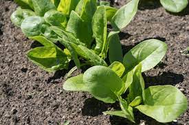 Spinach Seeds for Green Garden Planting