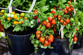 Classic Tomato Seed Mix for Planting