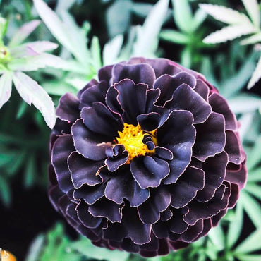 African Marigold Seeds for planting purple