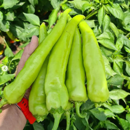 Hot chili pepper plant seeds easy to grow perfect for spring garden