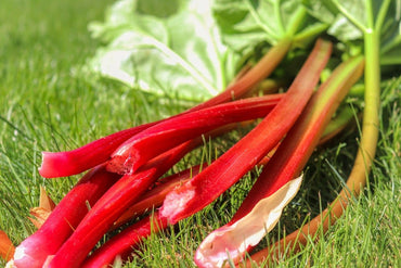 Graines de Rhubarbe Rouge - Faciles à cultiver