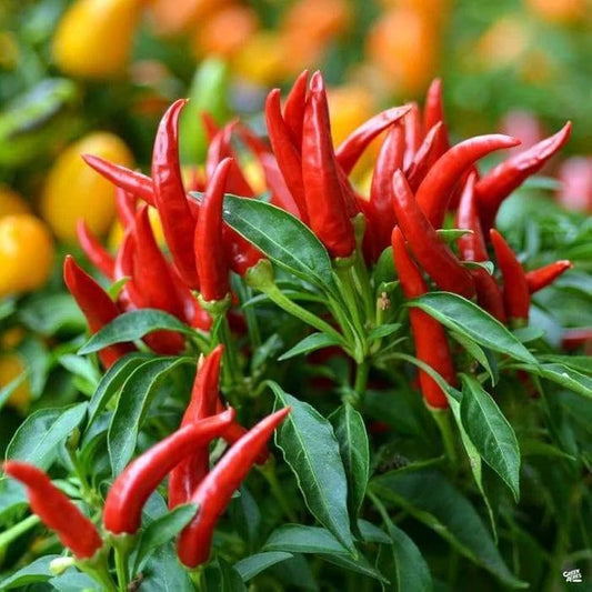 チリペッパーの種 – 植えるためのホットペッパー