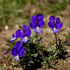 Johnny Jump Up Seeds – Blue & White for Planting