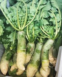 Heirloom Mixed Color Radish Seeds for Planting