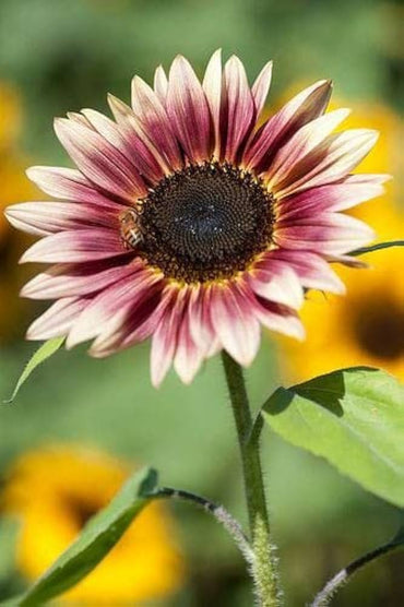 Sunflower Seeds for Planting creme and pink
