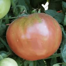 Graines de tomate Cherokee Purple