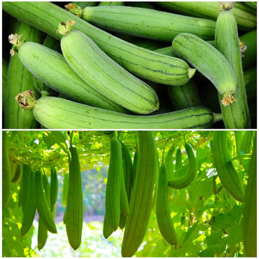 スポンジウリの種子 – ヘチマ（Luffa Cylindrica）