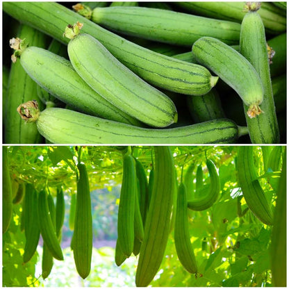スポンジウリの種子 – ヘチマ（Luffa Cylindrica）