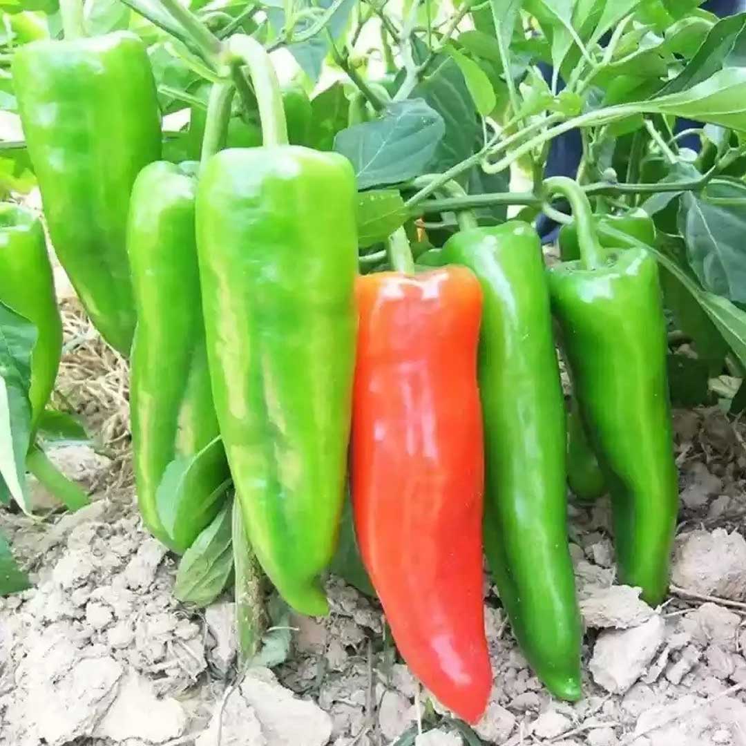 Hot chili pepper plant seeds easy to grow perfect for spring garden