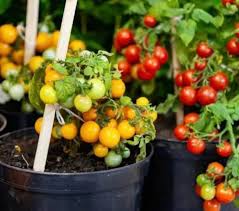 Classic Tomato Seed Mix for Planting