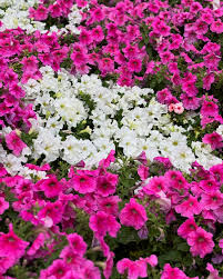 Petunia Flower Seeds for Planting pink and white