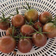 チェリートマト 野菜の種 ブラウン