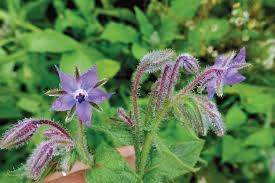 Borage Flower Seeds – Purple for Planting