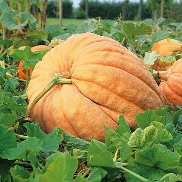 巨大かぼちゃの種（植え付け用）– 非遺伝子組み換え