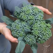 高発芽ブロッコリーの種 – 育てやすい