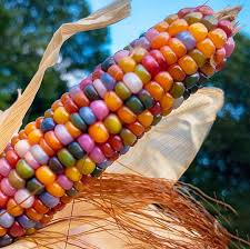 Indoor & Outdoor Corn Seeds