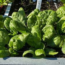 Spinach Seeds for Green Garden Planting