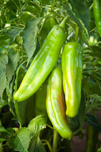 Hot chili pepper plant seeds easy to grow perfect for spring garden