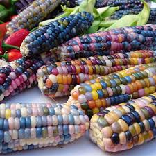 Indoor & Outdoor Corn Seeds