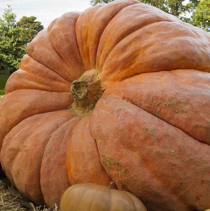 Giant Pumpkin Seeds for Planting – Non-GMO