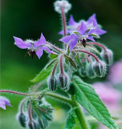 Borage Flower Seeds – Purple for Planting