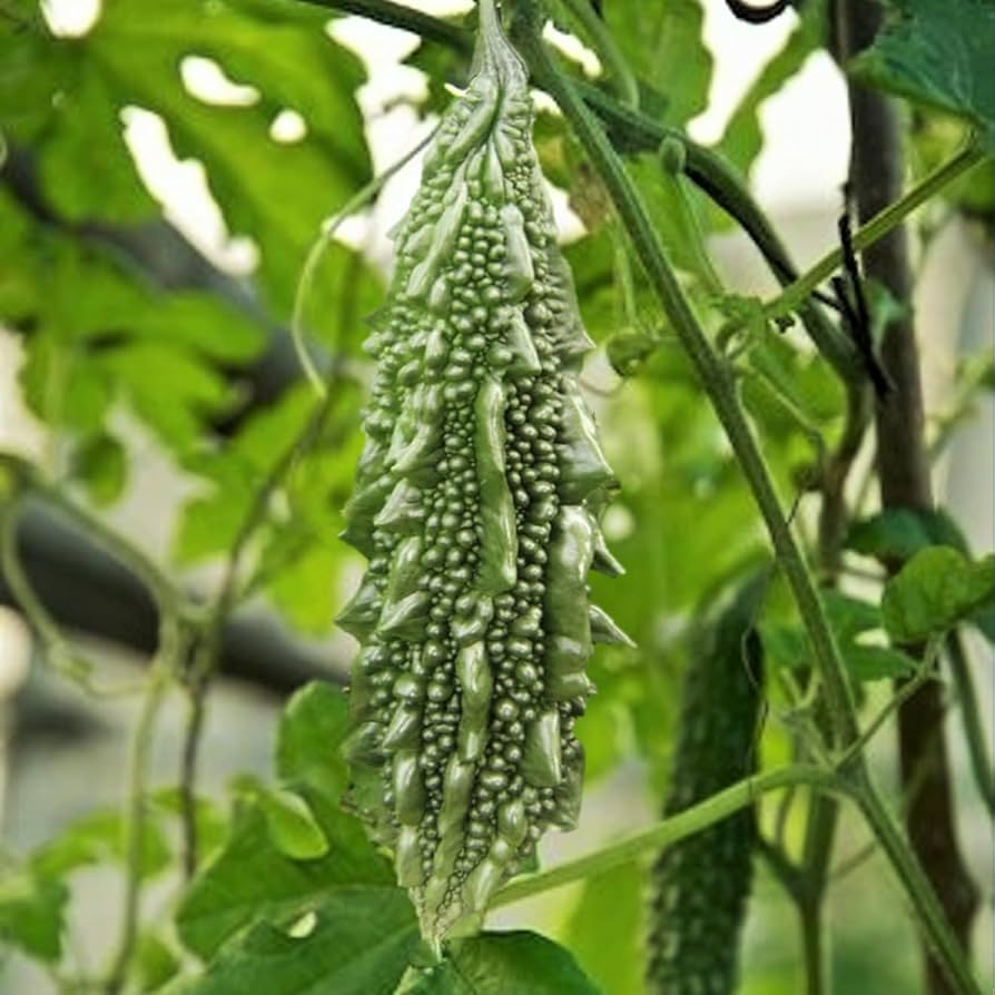 Graines de melon amer Jade vert foncé