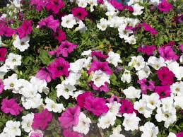 Petunia Flower Seeds for Planting pink and white
