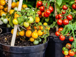 Classic Tomato Seed Mix for Planting
