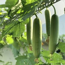 スポンジウリの種子 – ヘチマ（Luffa Cylindrica）