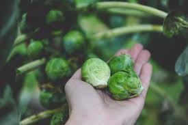 Rosenkohl Samen - Gemüsegartensamen