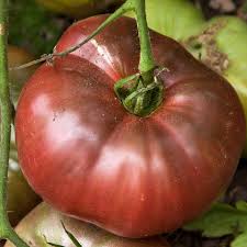 Graines de tomate Cherokee Purple