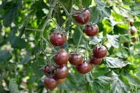 Graines de légumes de tomate cerise brune