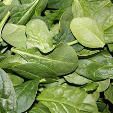 Spinach Seeds for Green Garden Planting