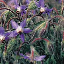 Borage Flower Seeds – Purple for Planting