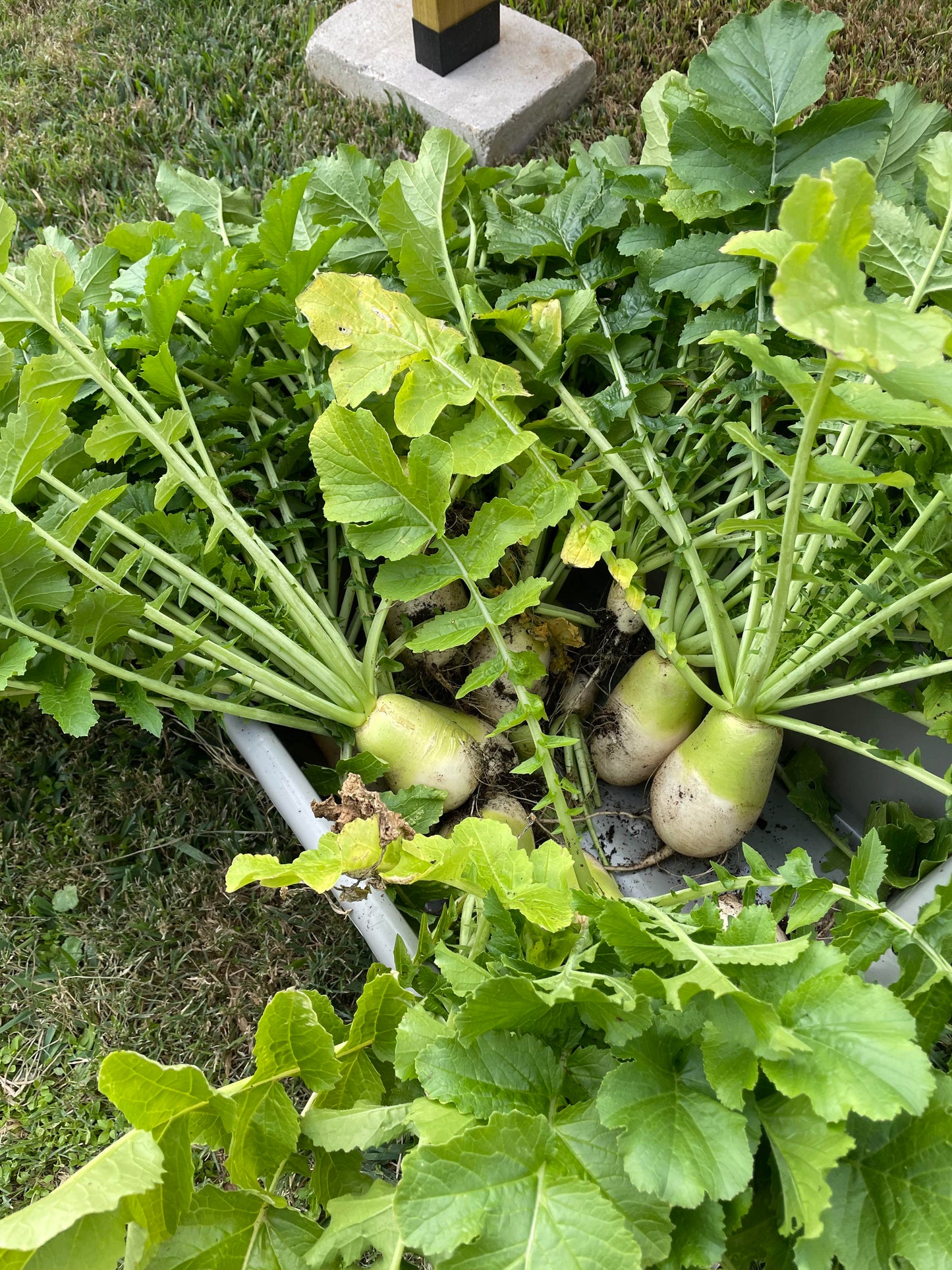 Heirloom Mixed Color Radish Seeds for Planting