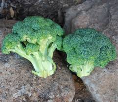 高発芽ブロッコリーの種 – 育てやすい