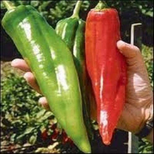Hot Pepper Jwala Samen – Würzige Erbstücksorten