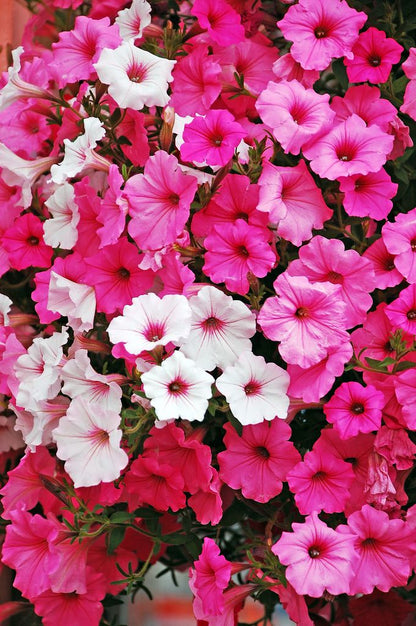 Petunia Flower Seeds for Planting pink and white