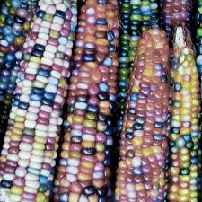 Indoor & Outdoor Corn Seeds
