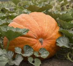 Giant Pumpkin Seeds for Planting – Non-GMO