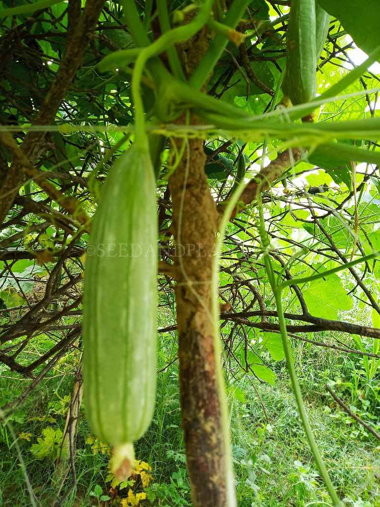 スポンジウリの種子 – ヘチマ（Luffa Cylindrica）