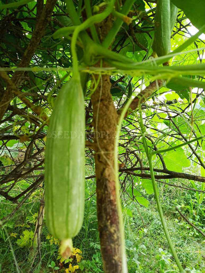スポンジウリの種子 – ヘチマ（Luffa Cylindrica）