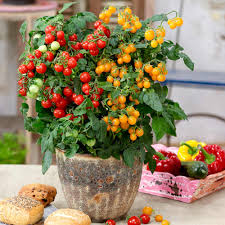 Classic Tomato Seed Mix for Planting