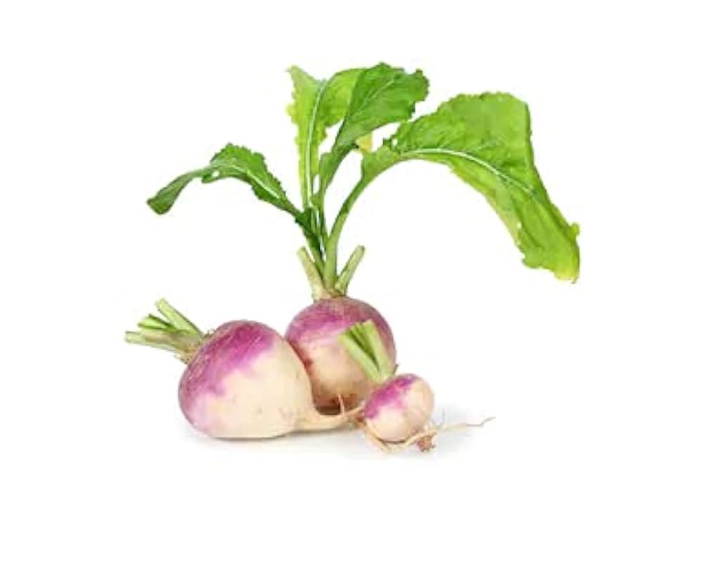 Lila Steckrüben Samen-Hybrid