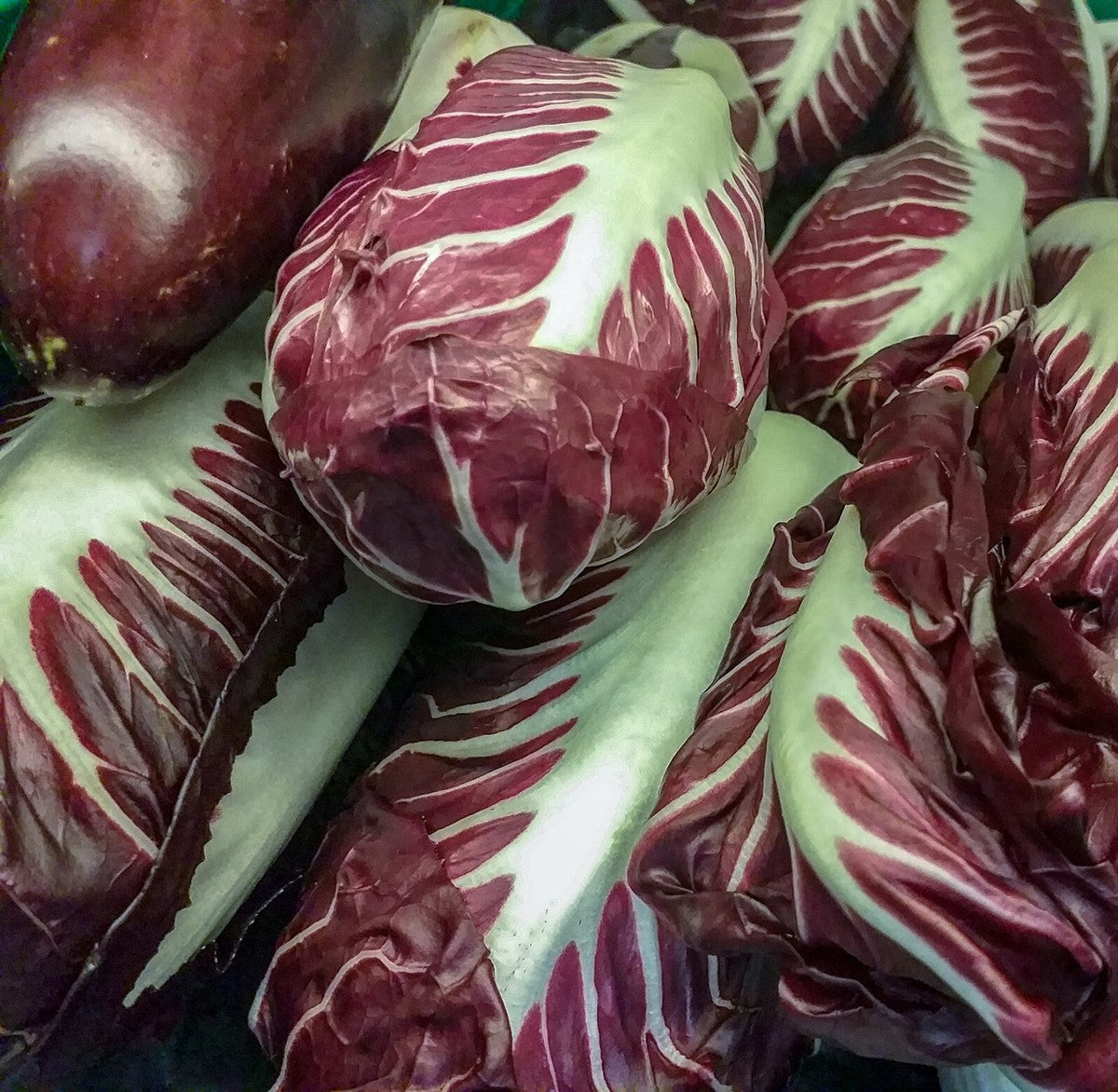 Chicory Vegetable Seeds-Red